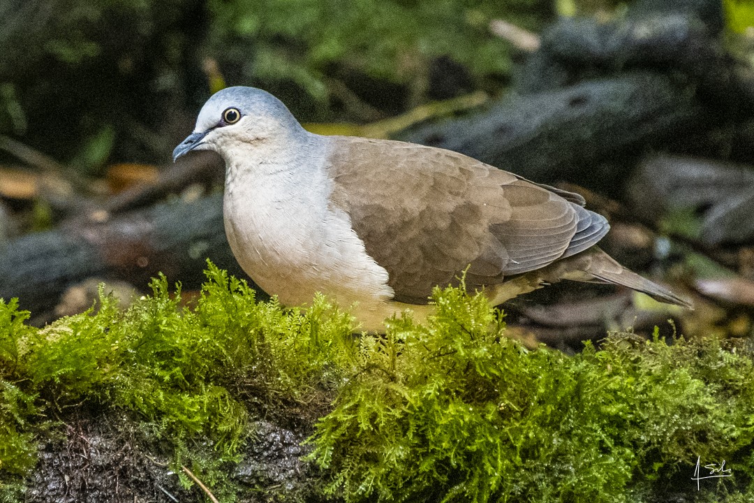 Gray-headed Dove - Augusto César Silva Otero