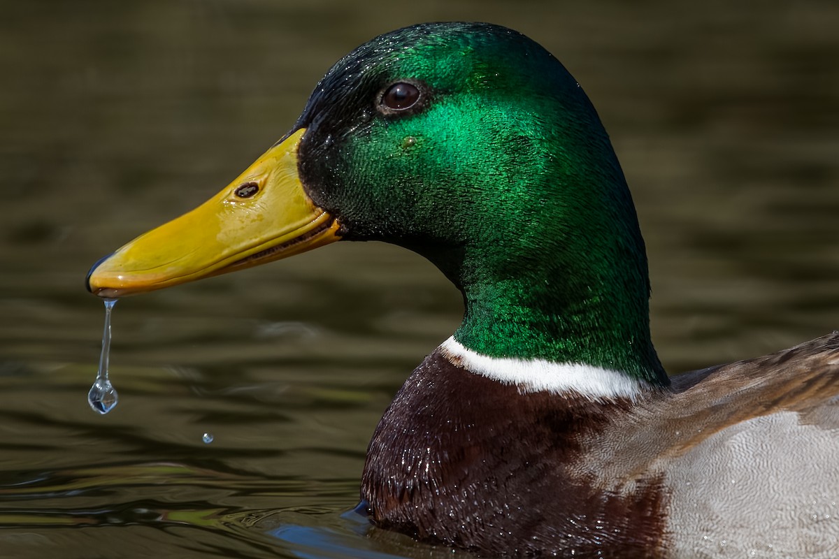 Mallard - ML545980661