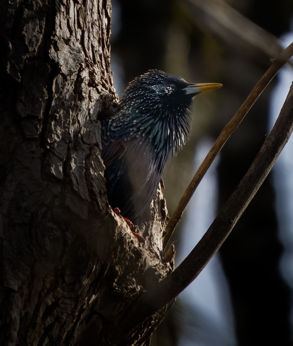 European Starling - ML545980671