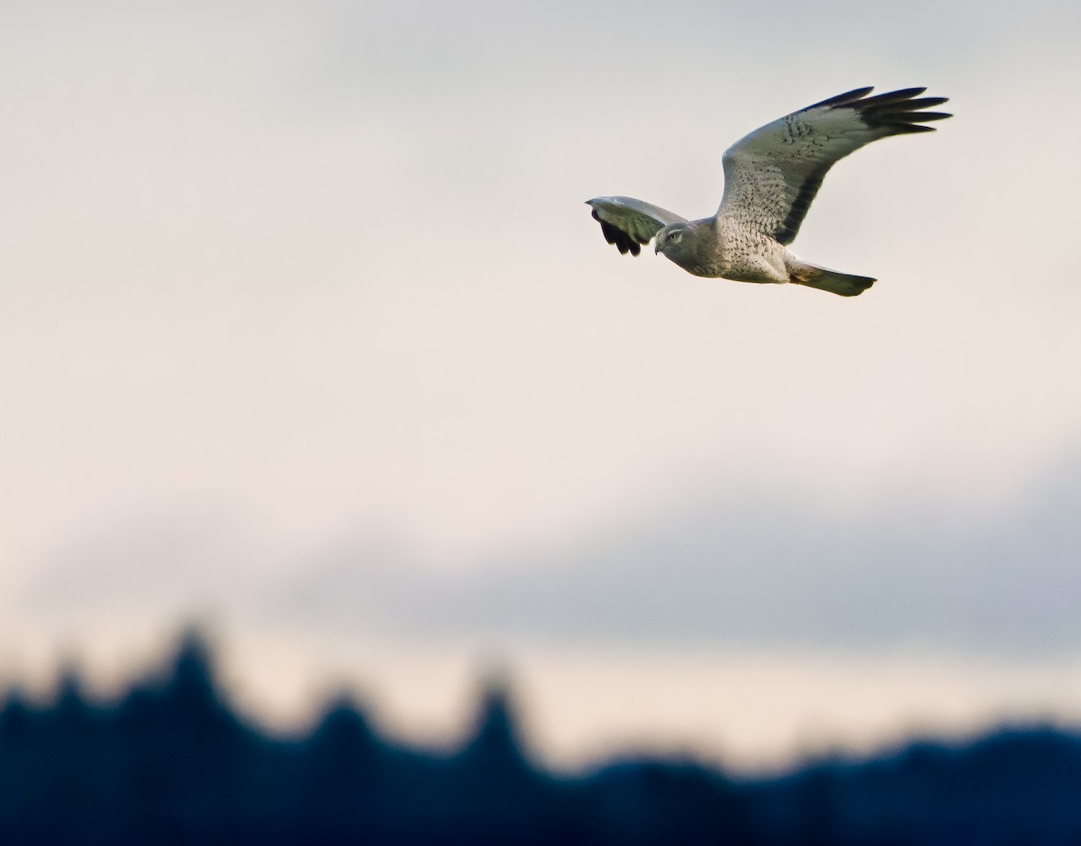 Northern Harrier - ML545980751