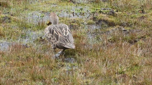 Yellow-billed Pintail - ML545982771