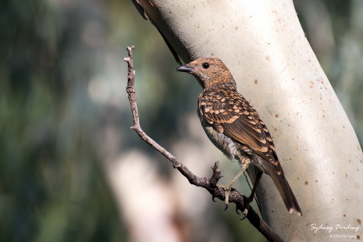 Spotted Bowerbird - Chris Rehberg  | Sydney Birding