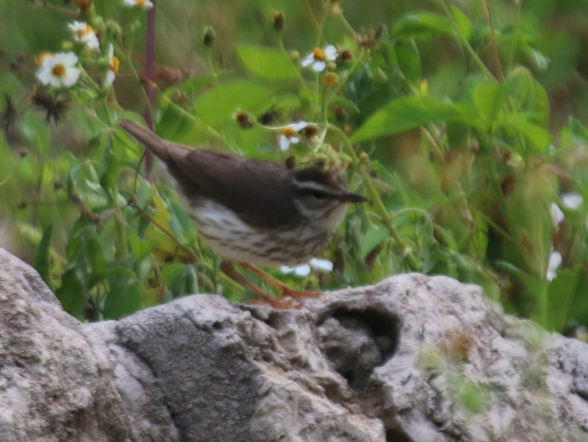 Louisiana Waterthrush - ML54598351