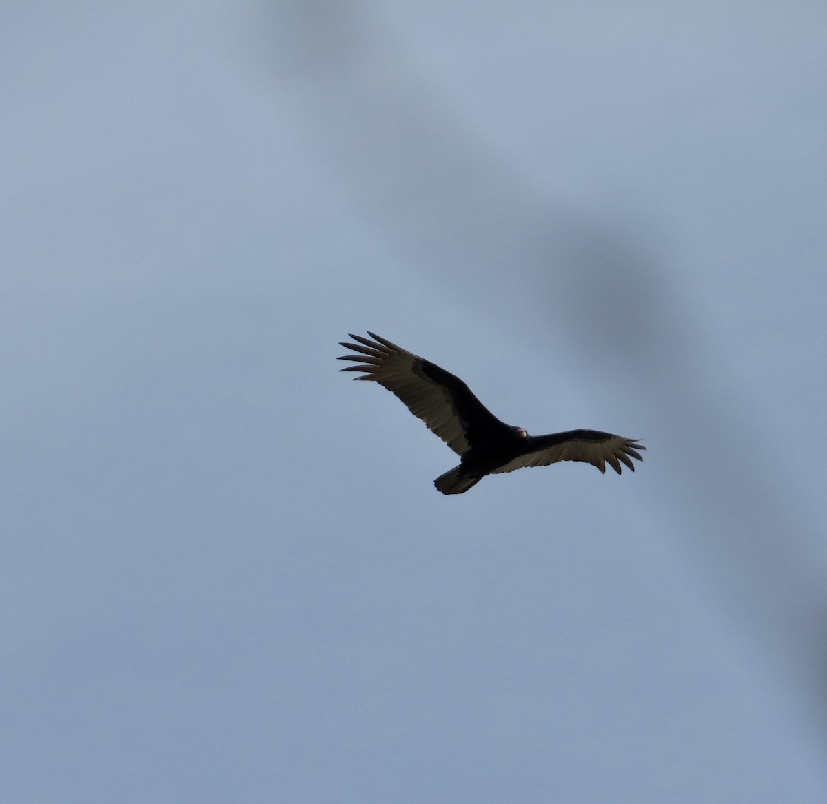 Turkey Vulture - ML545983841