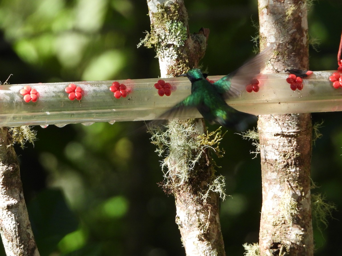 Colibrí Rutilante - ML545984891