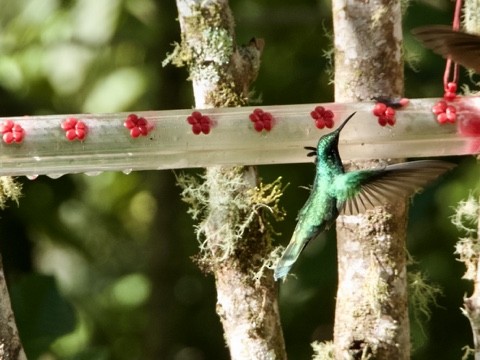 Glanz-Veilchenohrkolibri - ML545985071