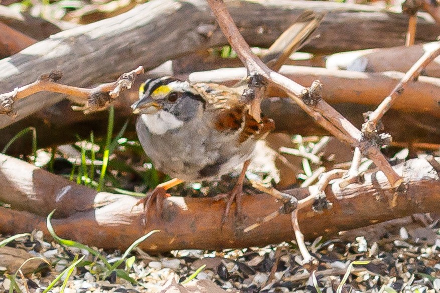 White-throated Sparrow - David and Cheryl Hubbard