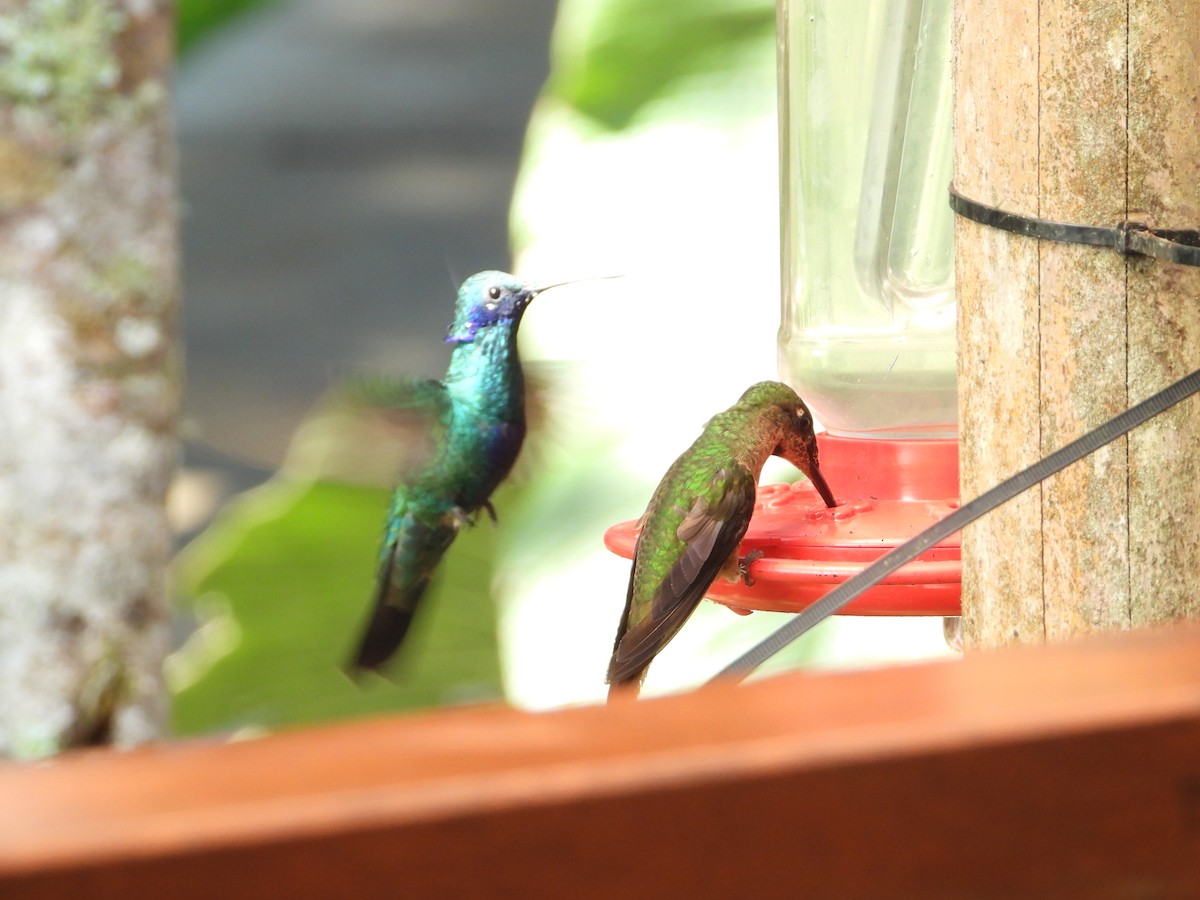 Colibrí Rutilante - ML545985691