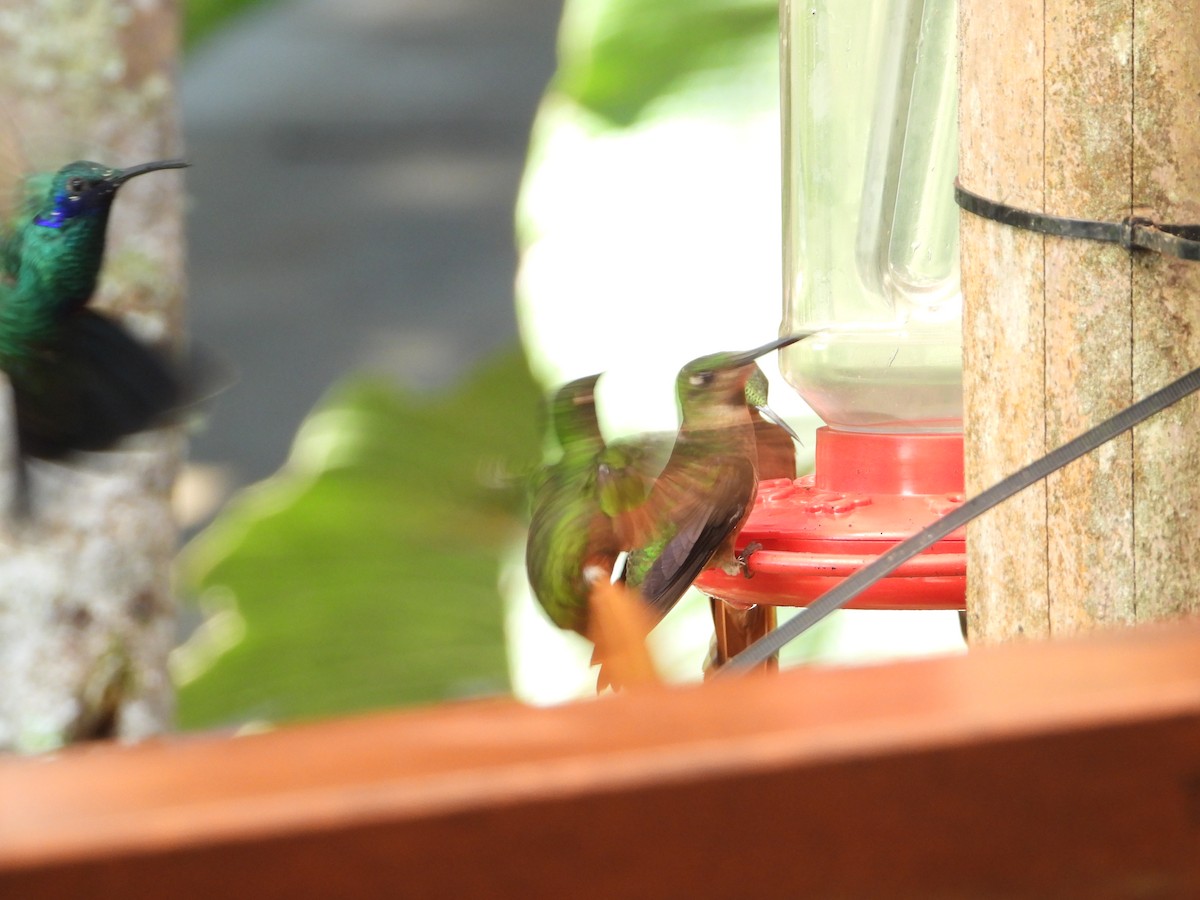 Colibrí Rutilante - ML545985711