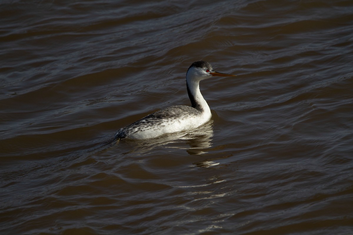 Clark's Grebe - ML545985991