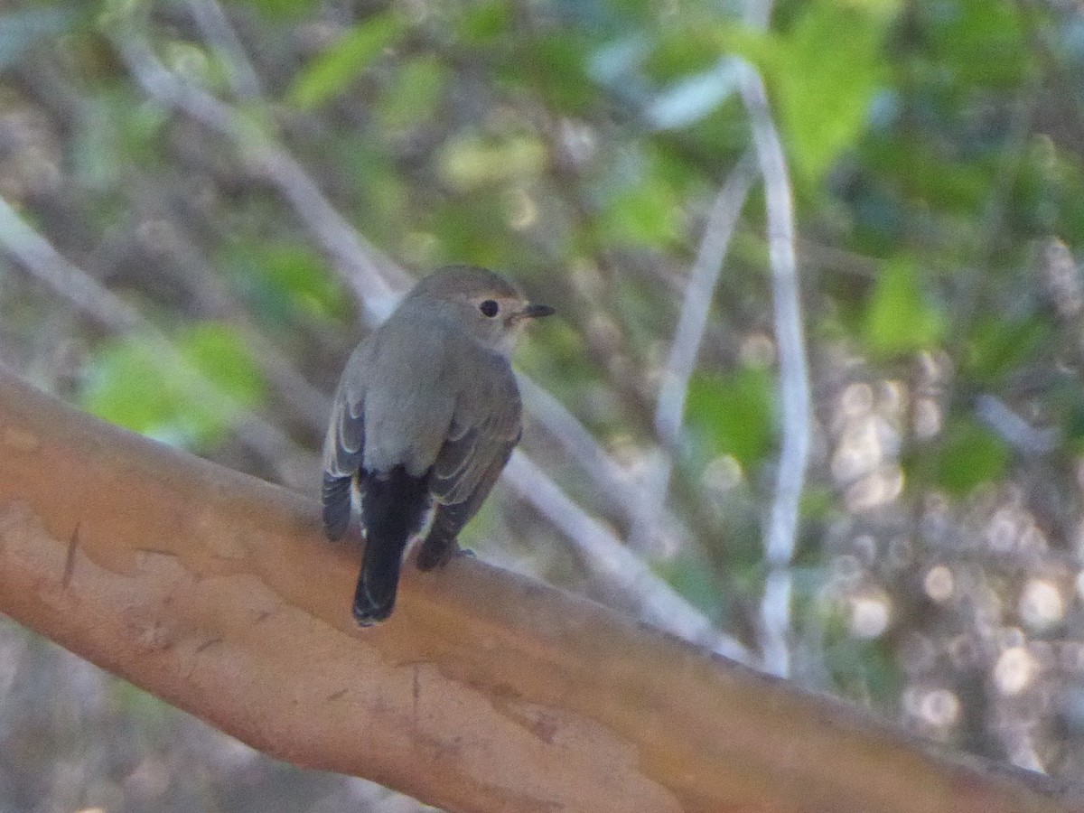 Taiga Flycatcher - ML545986351