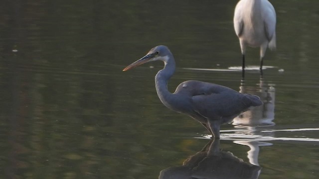 Western Reef-Heron - ML545986811