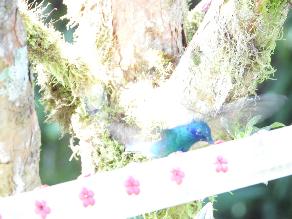 Colibrí Rutilante - ML545987751