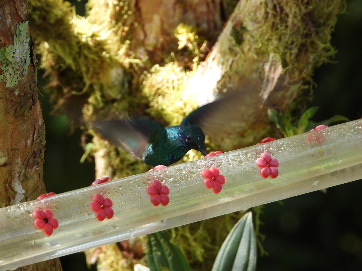 Glanz-Veilchenohrkolibri - ML545987791