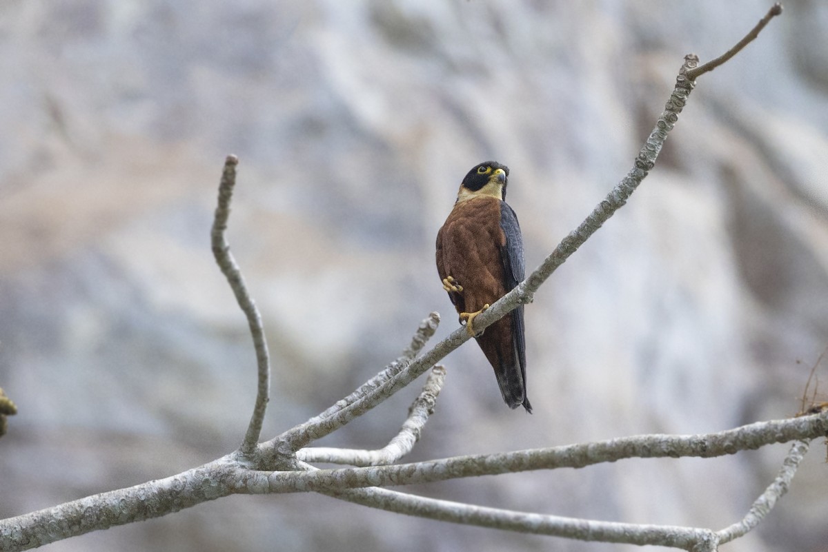 Oriental Hobby - ML545987811