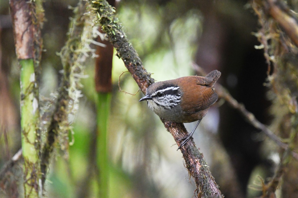 Munchique Wood-Wren - Steve Heinl