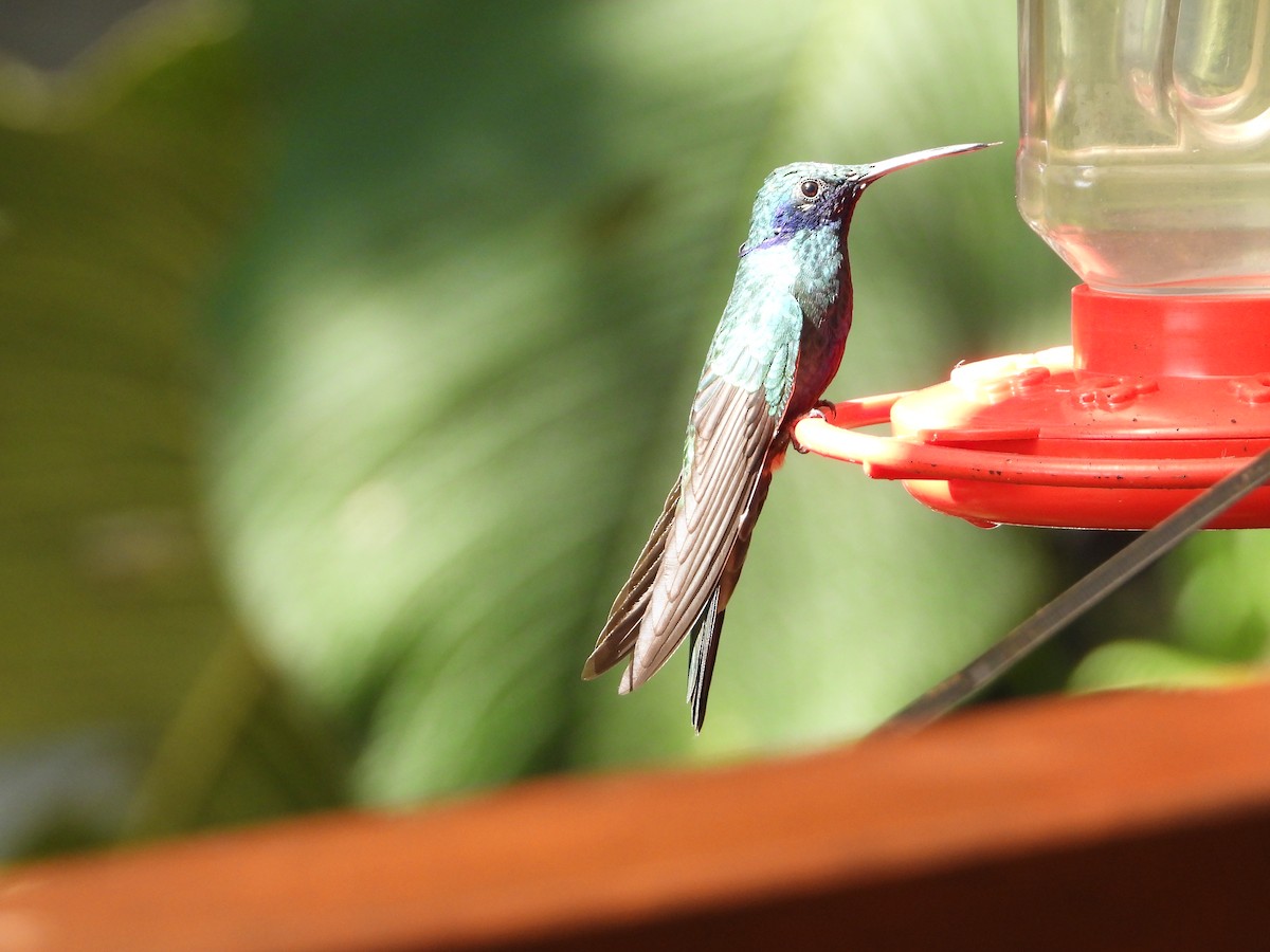 Colibrí Rutilante - ML545988371