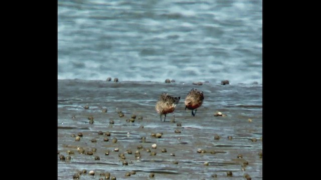 Red Knot - ML545989041