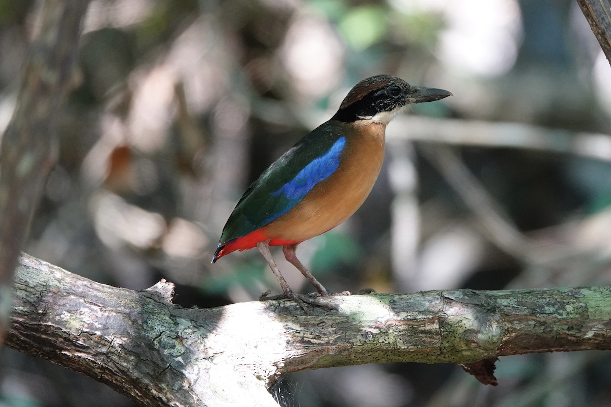 Mangrove Pitta - ML545989081