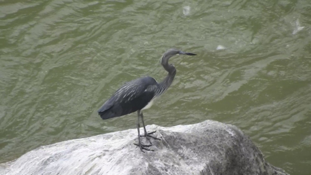 White-bellied Heron - ML545989131