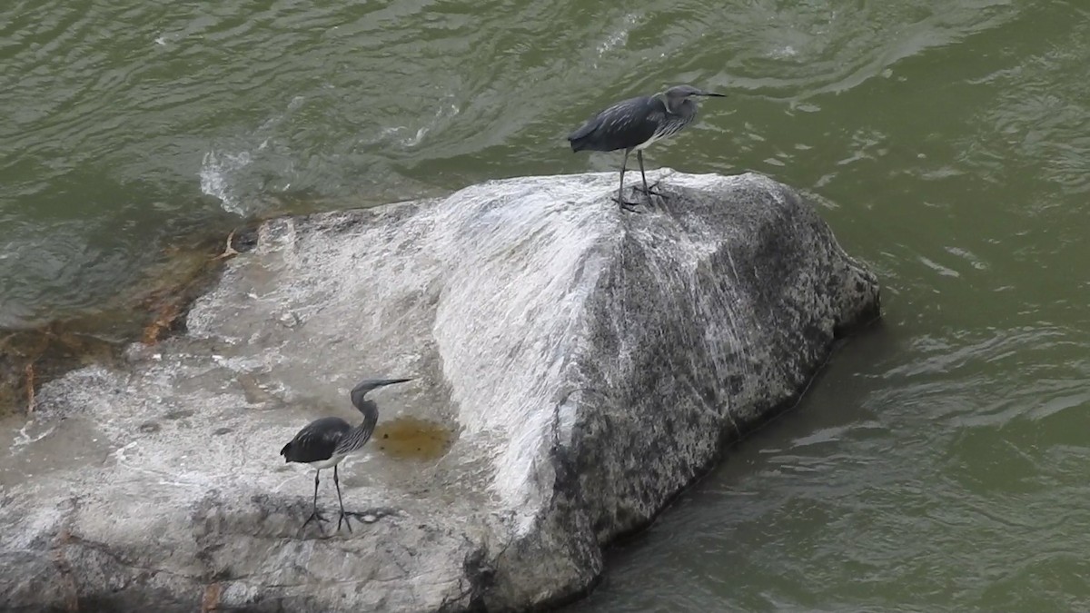 White-bellied Heron - ML545989141