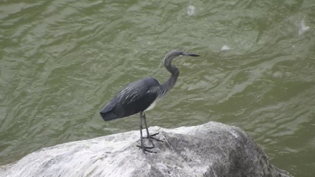 White-bellied Heron - ML545989151