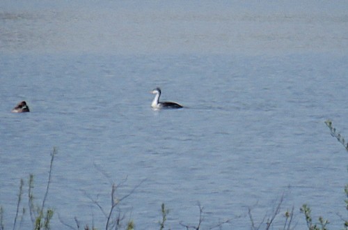 Clark's Grebe - Marlowe Kissinger