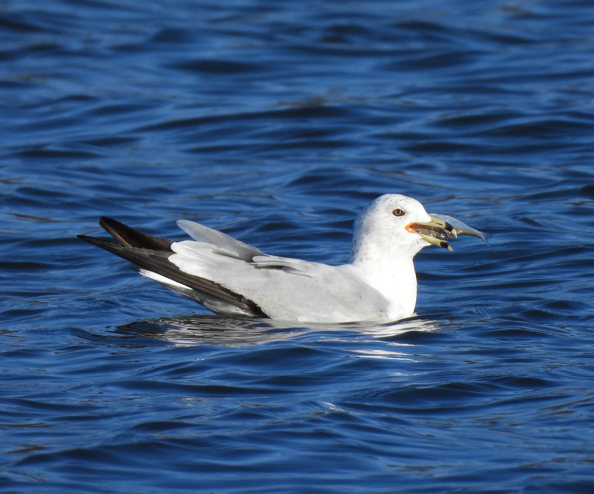 Ring-billed Gull - Corvus 𓄿