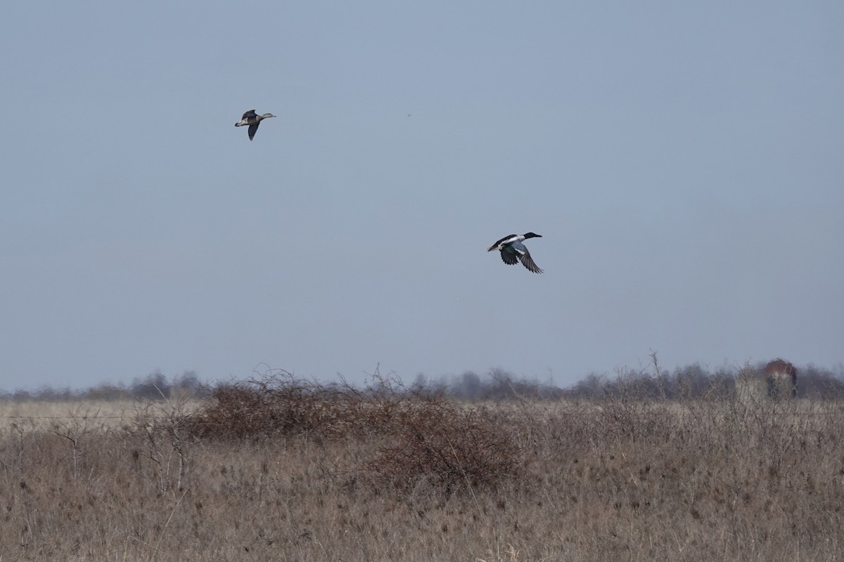 Northern Shoveler - ML545991061