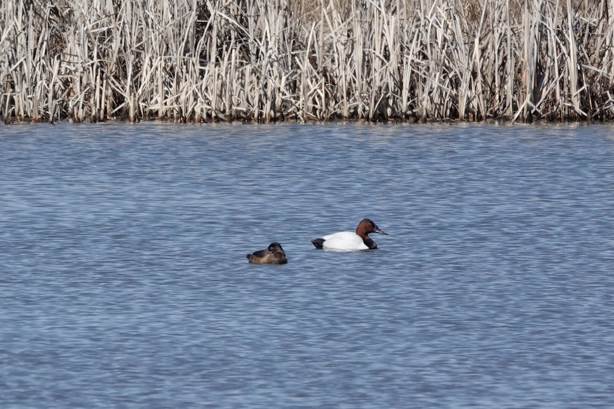 Canvasback - ML545991101
