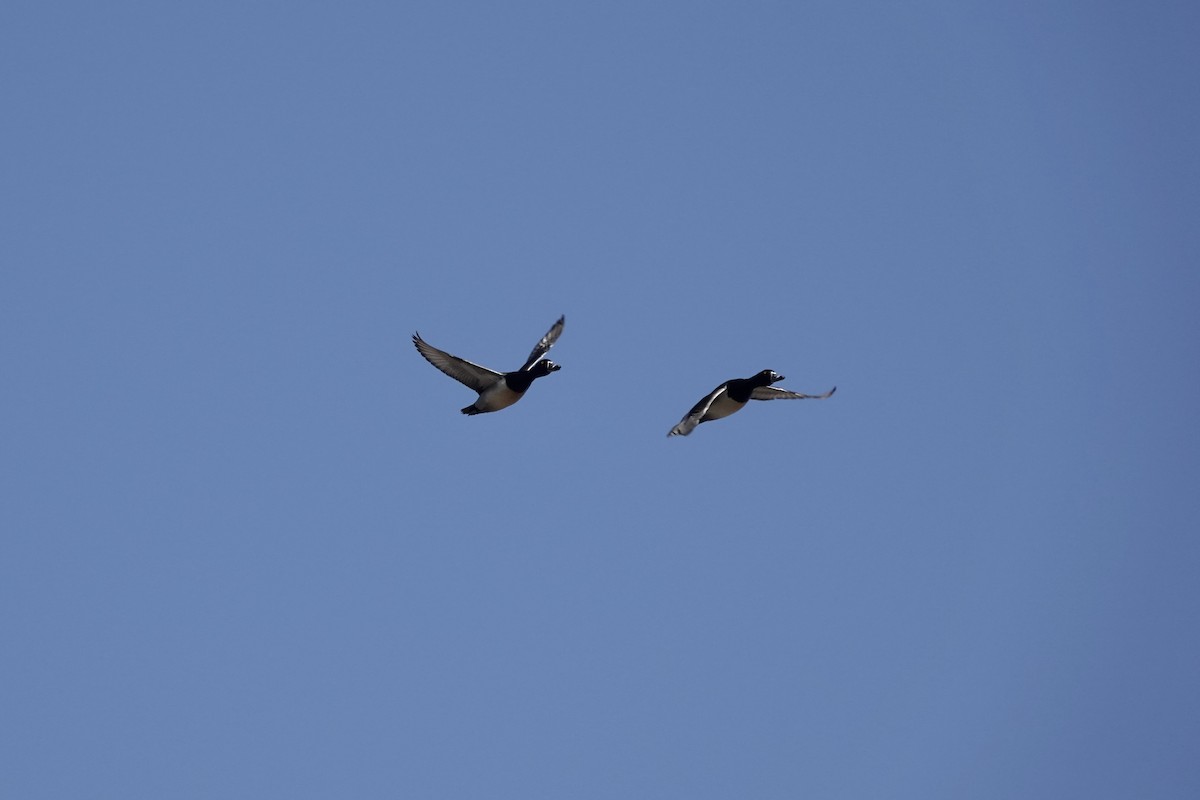 Ring-necked Duck - Charles McGrath