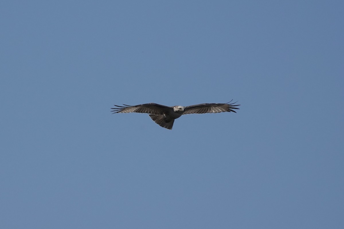 Red-tailed Hawk - ML545991161