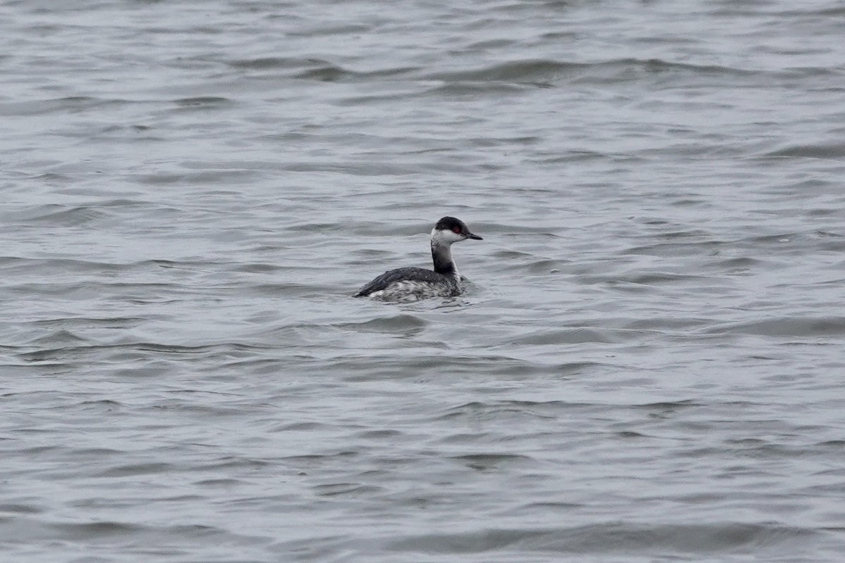 Horned Grebe - ML545991341