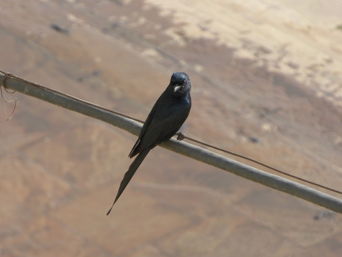 Black Drongo - ML545991361