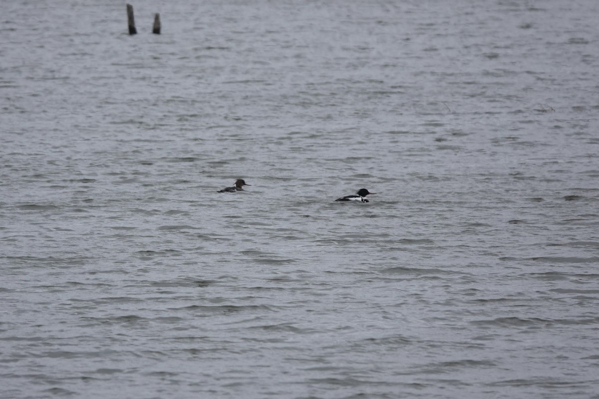 Red-breasted Merganser - ML545991421