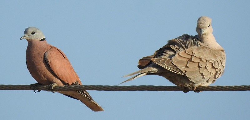 Red Collared-Dove - ML545992481