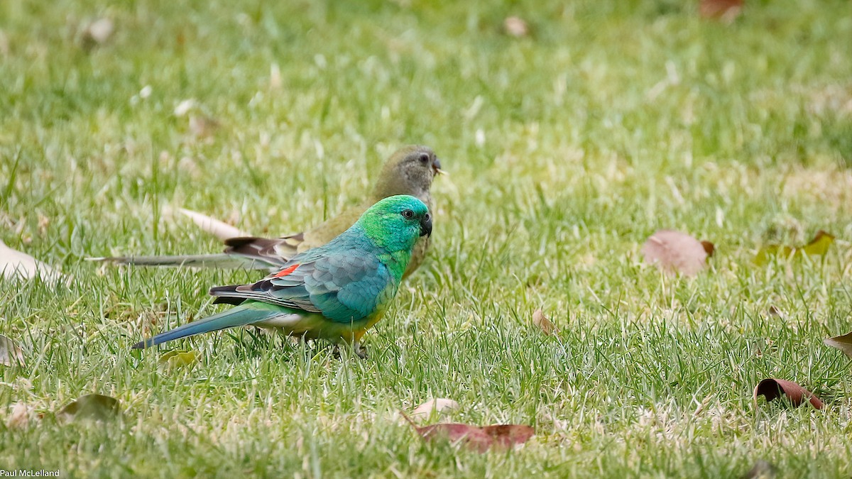 Red-rumped Parrot - ML545993621