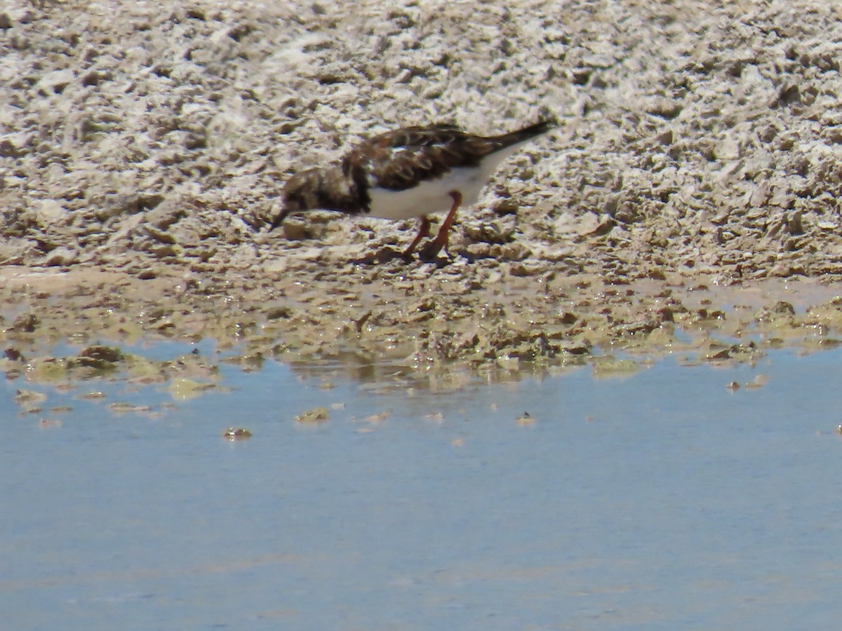 Ruddy Turnstone - ML545994361