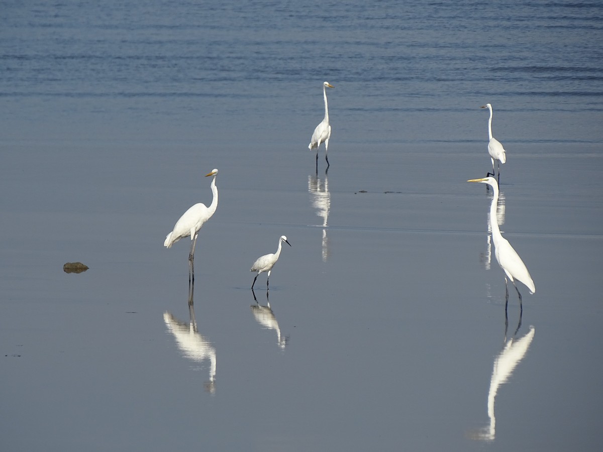 Grande Aigrette - ML545995291