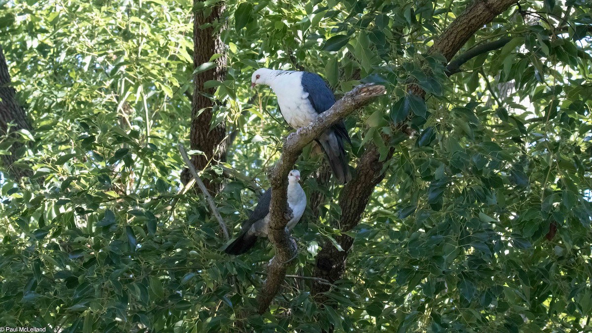 White-headed Pigeon - ML545995361