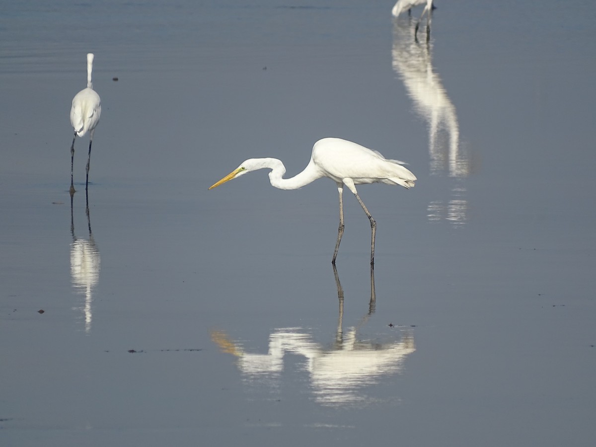 Grande Aigrette - ML545995391