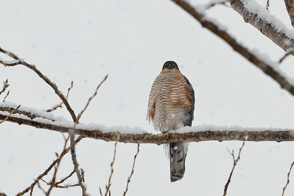 Eurasian Sparrowhawk - Leijun Zhuang