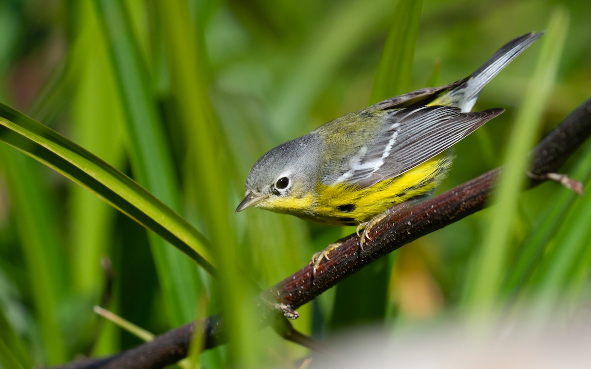 Magnolia Warbler - Sasha Cahill