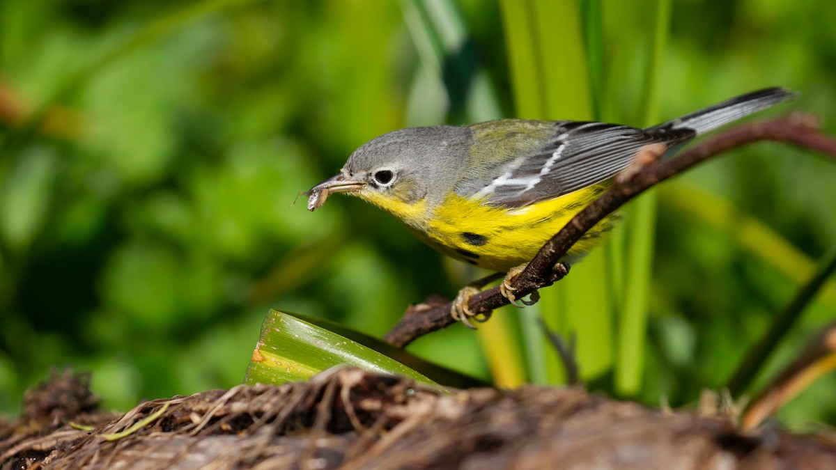 Magnolia Warbler - Sasha Cahill