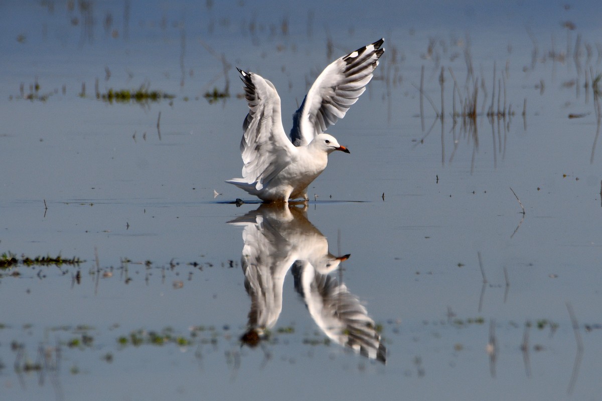 Gaviota Plateada - ML545998581