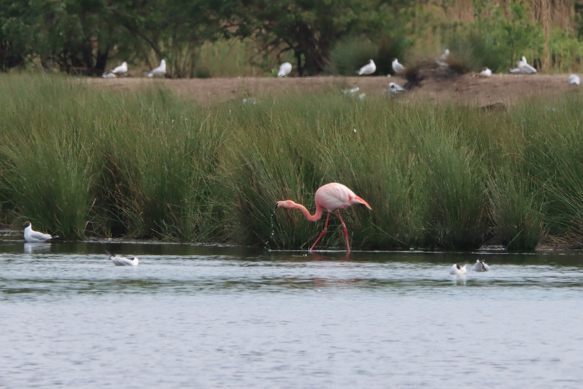 Greater Flamingo - ML545998981