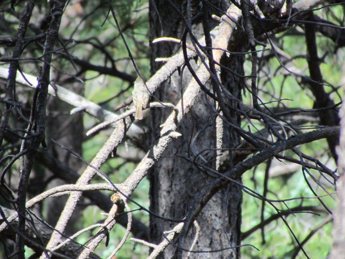 Buff-breasted Flycatcher - ML545998991