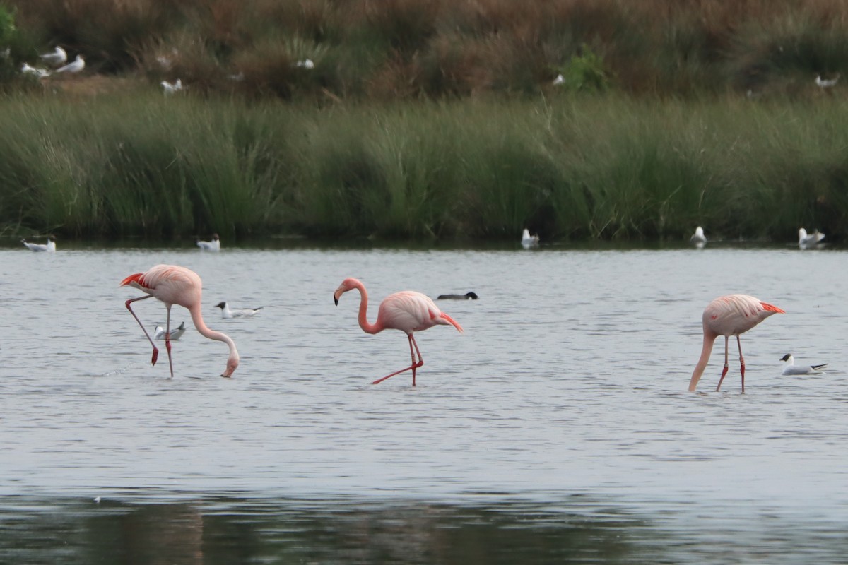 Greater Flamingo - ML545999081