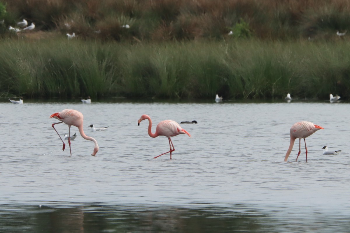 Greater Flamingo - Carsten Sekula