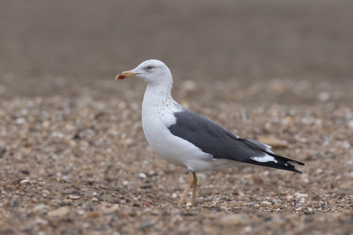 Lesser Black-backed Gull - Jukka Jantunen